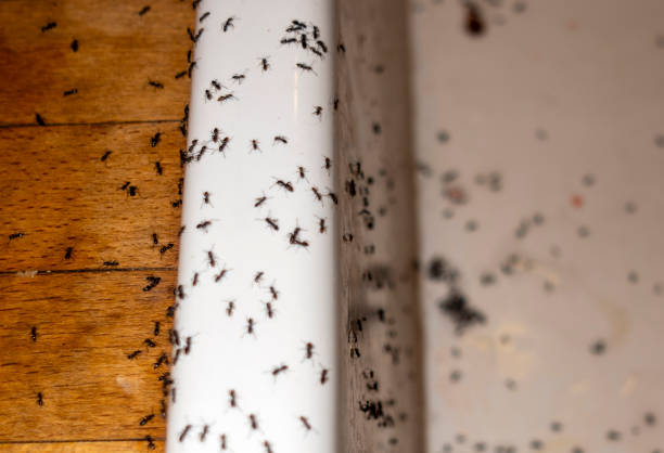 Best Commercial Pest Control Services  in Roundup, MT